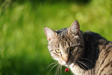 Junge Tigerkatze neugierig 