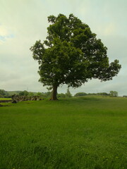 Fototapeta na wymiar Unbalanced tree in the Lake district uk