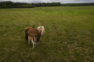 Birds eye view of horse breastfeeding it's colt on pasture, drone top down view of horse family on meadow.