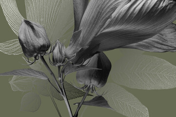 gray flower on a dark green background, gray petals and buds.