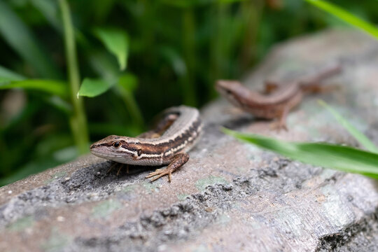 かなへび の画像 675 件の Stock 写真 ベクターおよびビデオ Adobe Stock