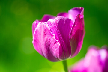 lila Tulpe, Macroaufnahme, grüner Hintergrund