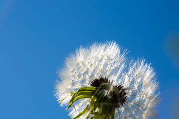 Dandelion meadow in the nature reserve at the Wesslinger See