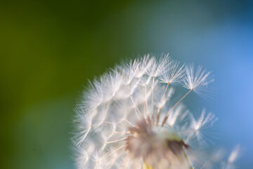 Dandelion meadow in the nature reserve at the Wesslinger See