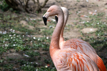 Pink flamingos outdoors at the zoo on a blurred background.