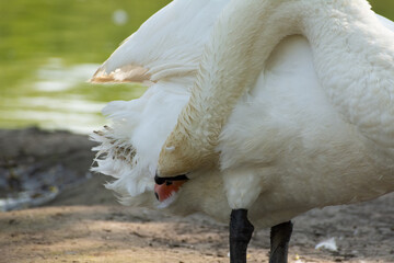 Mute swan cleaning its feathers. Swan on the pond lake.