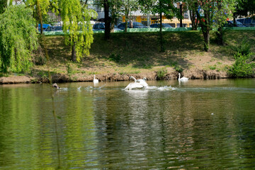 Mute swan spread its wings and runs across the water of the lake after the mallard duck. European birds.