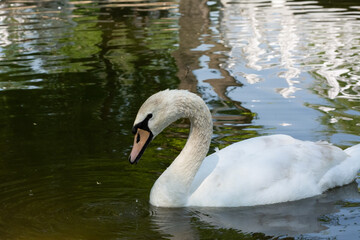Mute swan. High Angle View Of Mute Swan Swimming On Lake