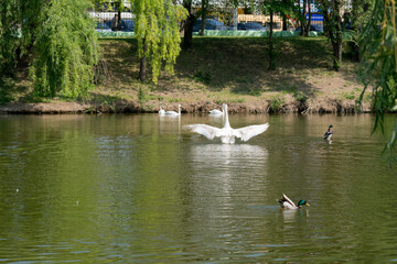 Mute Swans and Mallard ducks on the lake. Waterfowl of Moldova, nature of Eastern Europe