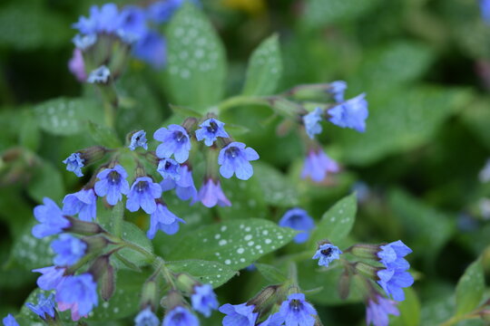 Pulmonaria saccharata blooming with most blue flowers, closeup.