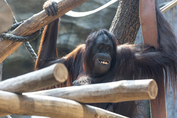 Funny monkey with a funny smile in the zoo. © puhimec