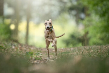 Crazy Whippet dog running in the forest