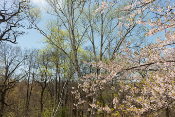 ornamental tree blossoms in spring
