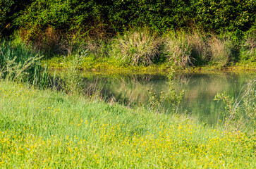 Riflessi della natura nel lago in primavera