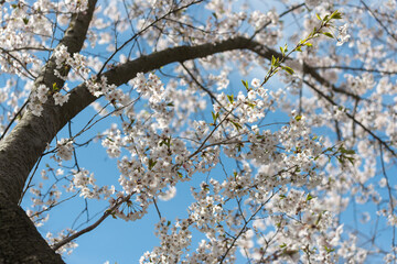 ornamental tree blossoms in spring