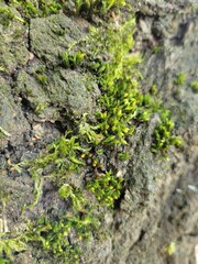 moss on stone