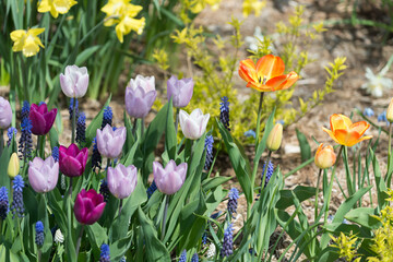 flowers in a spring garden (tulips, daffodils, muscari)