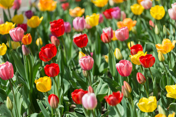 colorful tulips in the sun