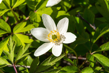 Russia. May 10, 2022. White flowers of anemone in the park of the city of Petrodvorets.