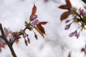 First flowers of blossoming sakura with warm light