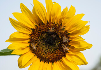 Closeup of a sunflower yellow flower head with honey bees