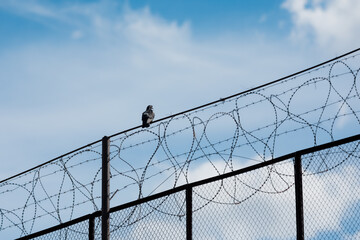 A pigeon sits on a barbed prison fence against a blue sky background