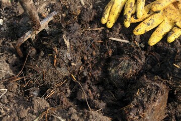 Organic manuring in the garden. Close up of pile of dung in the furrow, garden fork and ditry gloves. Traditional rural scene lit by the sun