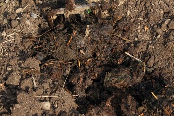 Organic manuring in the garden. Close up of pile of dung in the furrow and garden fork.  Traditional rural scene lit by the sun