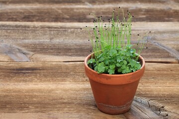 Leek seedlings in a pot on a wooden table. For saving space during cultivation and co-operation with other seedlings