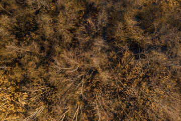 Drone view of forest in the middle of swamp.