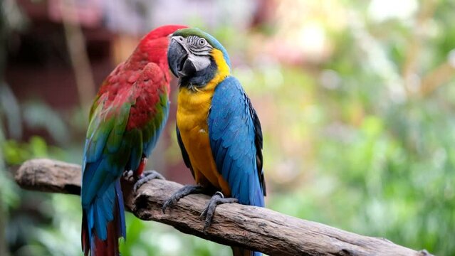 closeup parrot with blur background, nature bird, macaw
