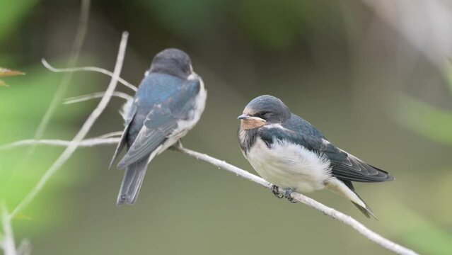揺れる木の枝に止まる巣立ったばかりの2羽のツバメの幼鳥