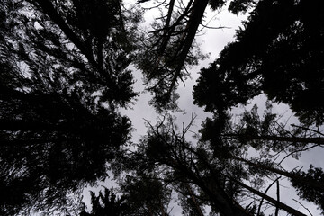 
Old forest silhouette from top to bottom. Background. 