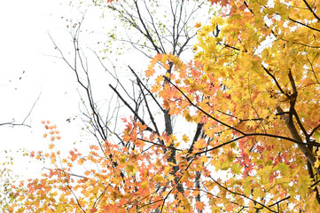 日光の自然と紅葉の秋