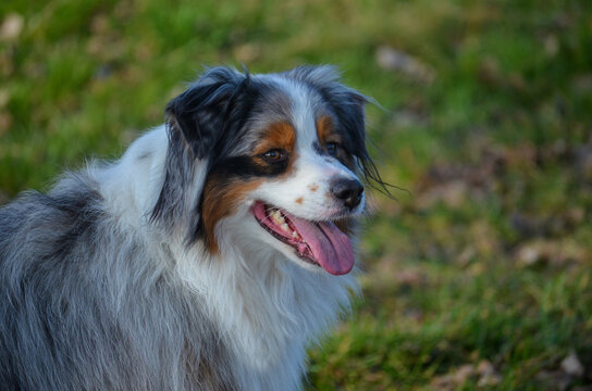 Idefix
