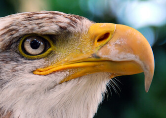 Eagle head closeup