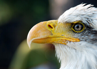 Bald eagle closeup