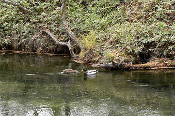 秋の日光の戦場ヶ原の川と紅葉