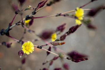 Bonsai Tree With Yellow Chrysanthemum Flowers