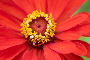 flower Yellow Stamens Of Orange Zinnia. Macro