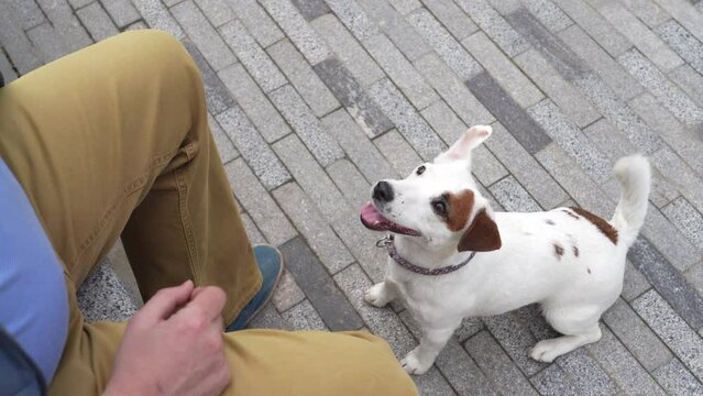 The white dog calls the owner to play