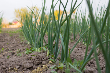 Young onion in the ground. Green onion feathers, rural garden with green onions