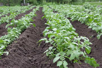 Fototapeta na wymiar A young potato bush in a garden bed. potato field