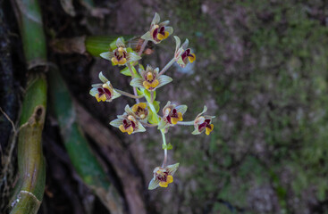 Eria amica Rchb.f. Beautiful rare wild orchids in tropical forest of Thailand.