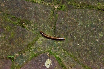 Centipede crawling on a stone floor. Águas de São Pedro