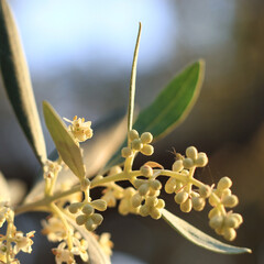 Olive Buds and Flowers