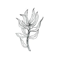 Hand drawn protea foliage.