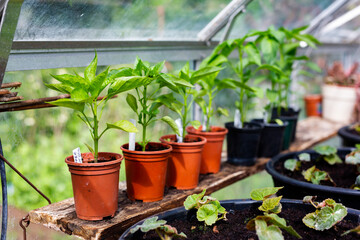 Potted peppers and chilli peppers growing at home in a green house. Home grown, organic, self sufficient, healthy living, healthy diet concept