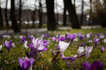 Field of purple and white crocuses in an urban setting along the edge of a road.