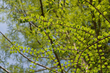 dawn redwood or Metasequoia glyptostroboides